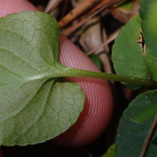 Viola primulifolia — houseplant care guide