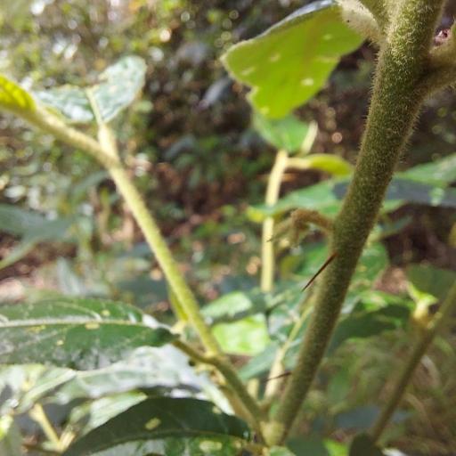 Solanum stelligerum other