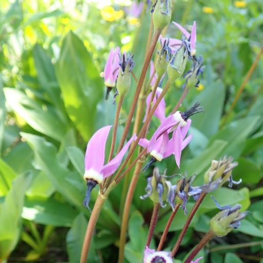 Primula jeffreyi — search result for 'Primula'