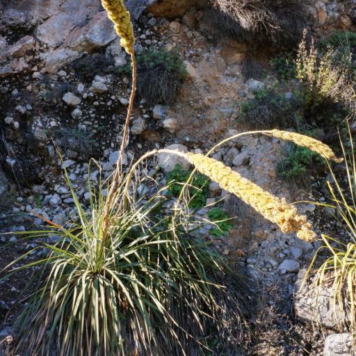 Dasylirion berlandieri other