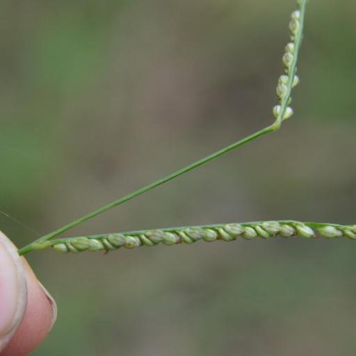 Paspalum langei other