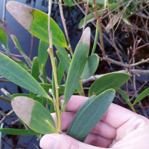 Acacia sophorae other