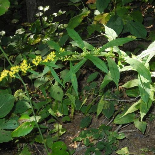 Solidago curtisii — search result for 'Solidago'