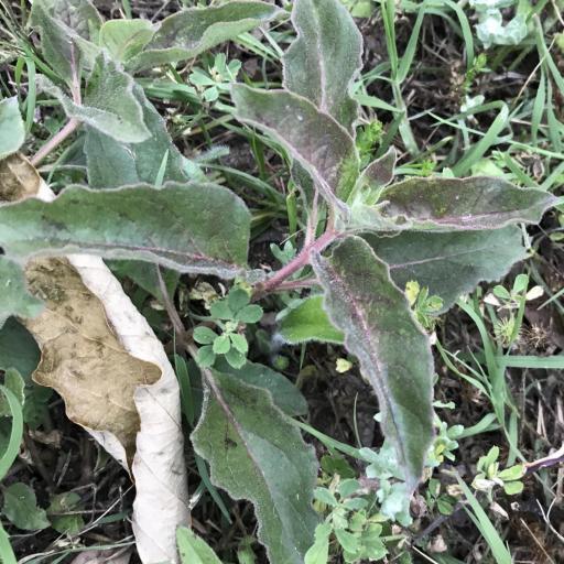 Asclepias oenotheroides other