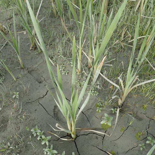 Typha orientalis other