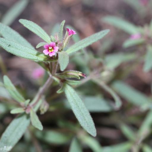 Erythranthe breweri — houseplant care guide