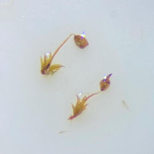 Tortula truncata other