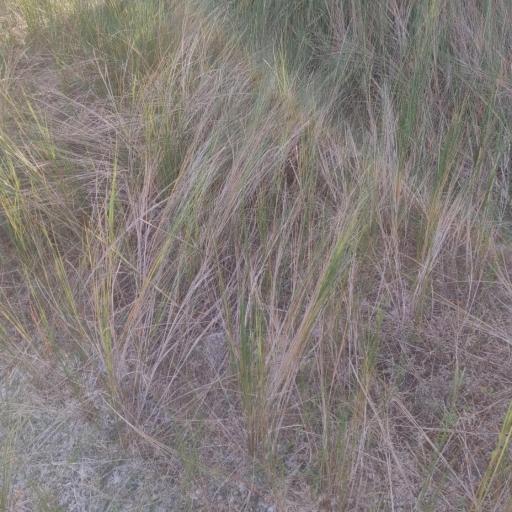 Sporobolus pumilus — search result for 'Sporobolus'