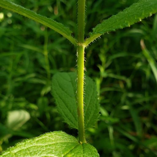 Stachys hispida other