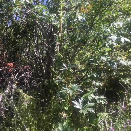 Delphinium californicum other