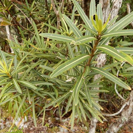 Pseudopanax linearis other