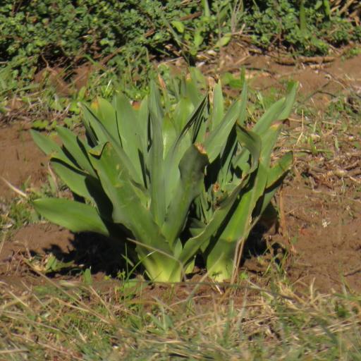 Drimia elata — search result for 'Drimia'