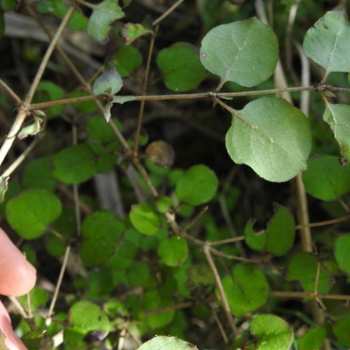 Coprosma rotundifolia other
