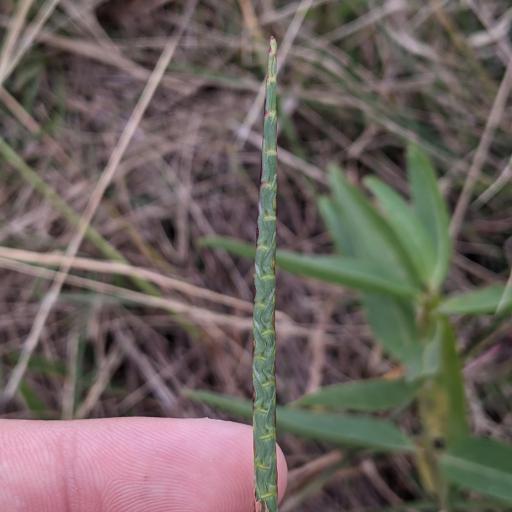 Rottboellia campestris other