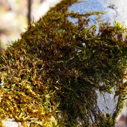 Platygyrium repens — houseplant care guide