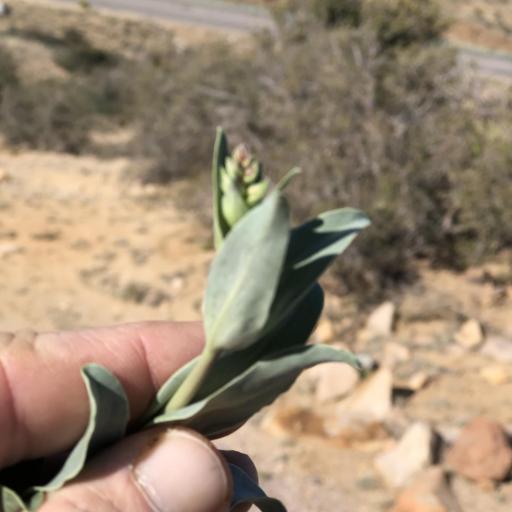 Penstemon fendleri — houseplant care guide