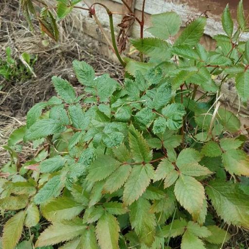 Astilbe × rosea — search result for 'Astilbe'