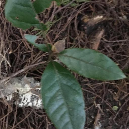 Beilschmiedia tarairi other