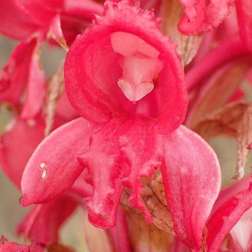 Satyrium princeps — houseplant care guide