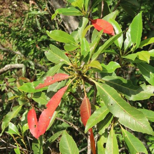 Elaeocarpus decipiens other