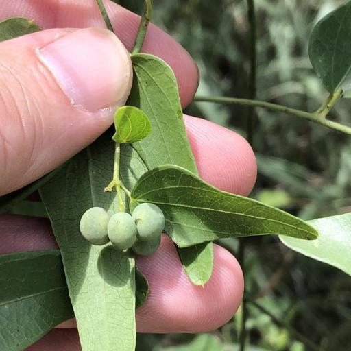 Cocculus diversifolius other