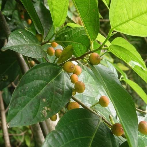Ficus ampelas — search result for 'Moraceae'
