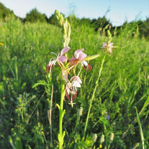 Oenothera suffulta — search result for 'Oenothera'