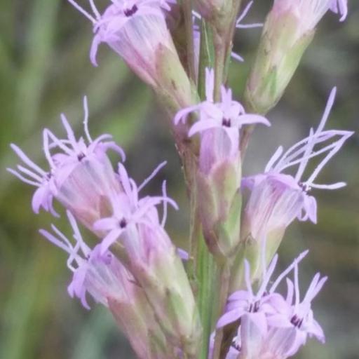 Liatris laevigata — search result for 'Liatris'