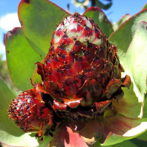 Leucadendron tinctum other