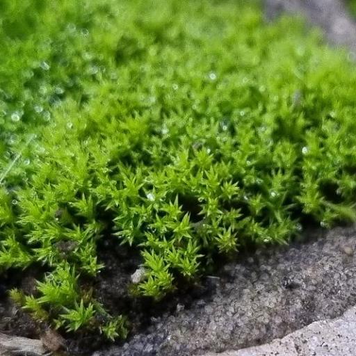 Pseudocrossidium hornschuchianum other