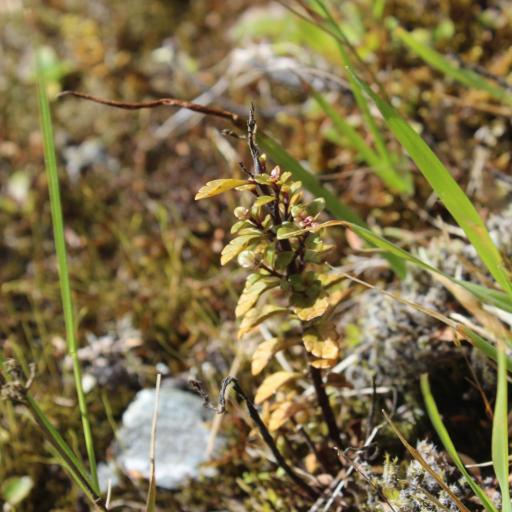 Euphrasia cuneata other