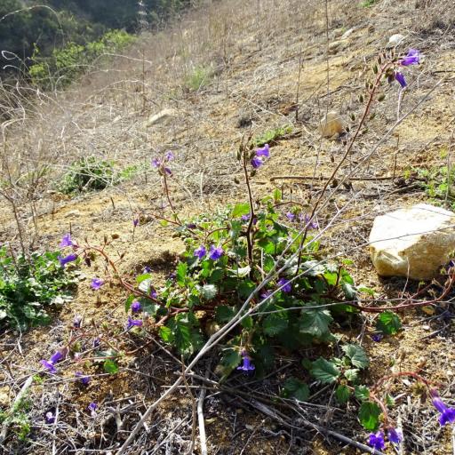 Phacelia minor other