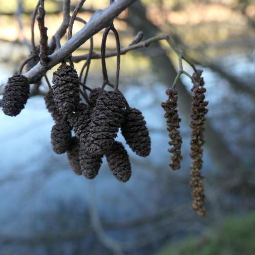 Alnus lusitanica other