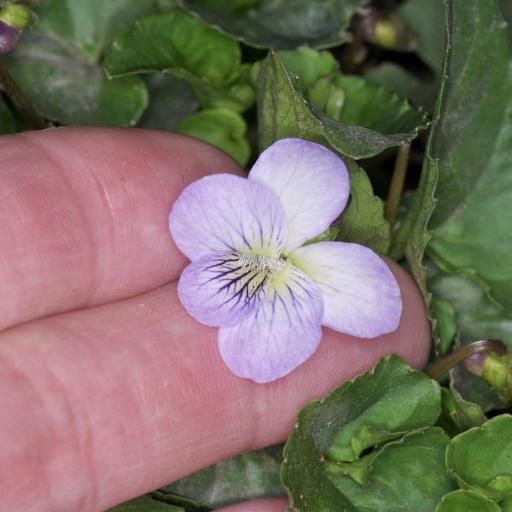 Viola missouriensis other