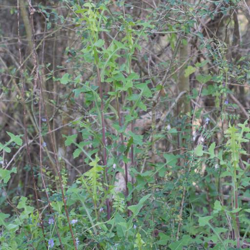 Lactuca ludoviciana — houseplant care guide