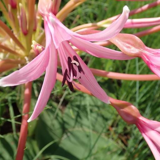 Brunsvigia radulosa other