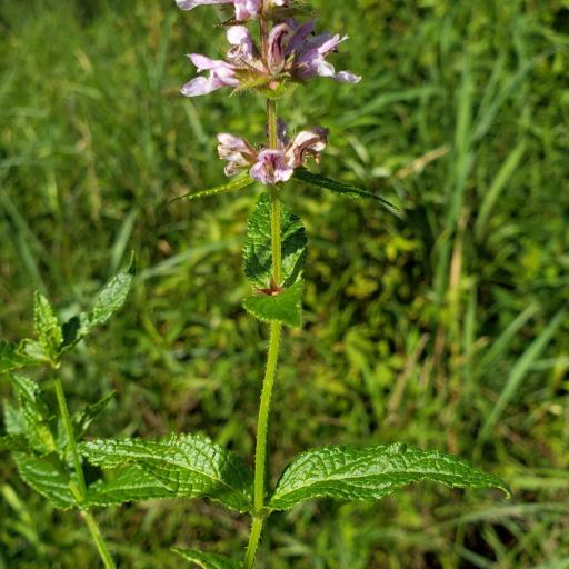 Stachys hispida — houseplant care guide