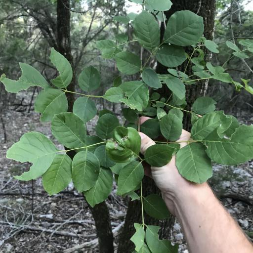Fraxinus albicans other