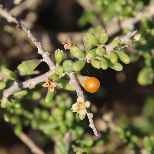 Lycium californicum — search result for 'Lycium'