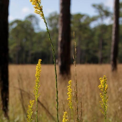 Solidago virgata — search result for 'Solidago'