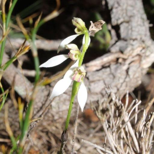 Eriochilus dilatatus other