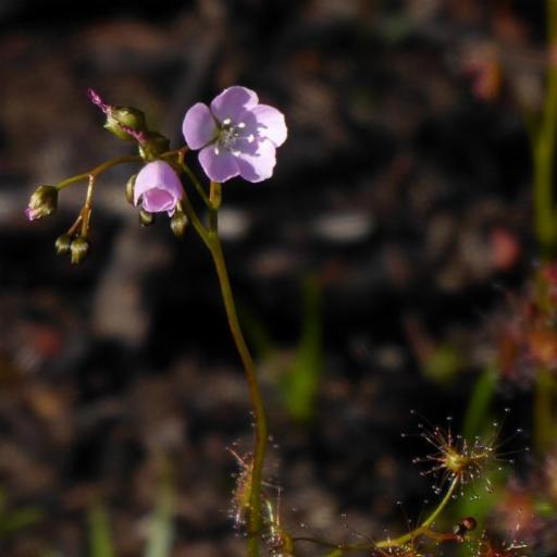 Drosera auriculata other