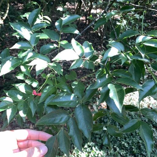 Staphylea japonica other