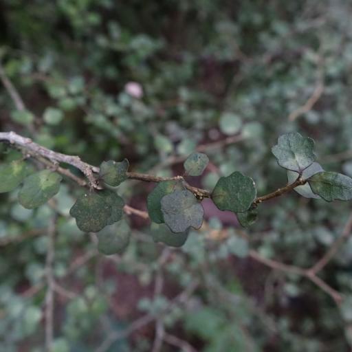 Melicytus micranthus — search result for 'Melicytus'