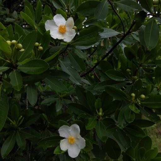 Gordonia lasianthus — search result for 'Theaceae'