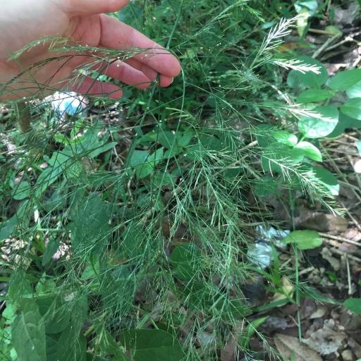 Asparagus virgatus other