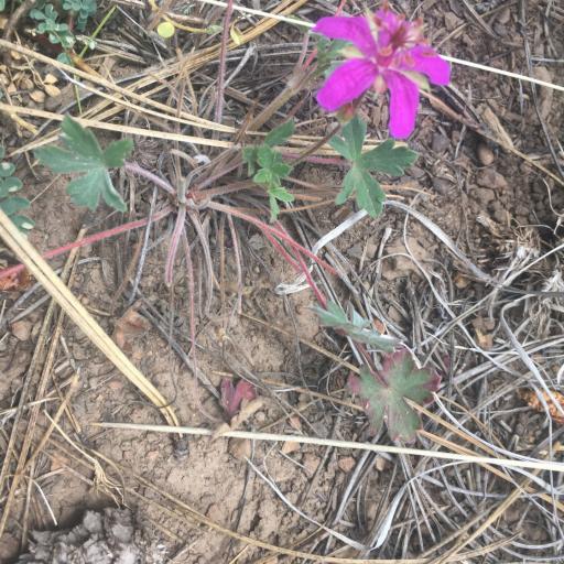 Geranium caespitosum other