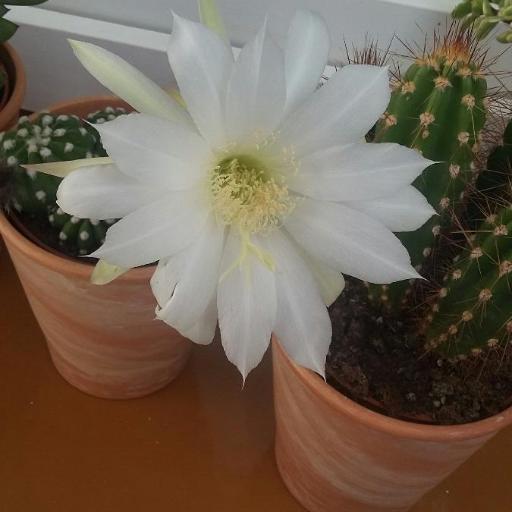 Lobivia ancistrophora other