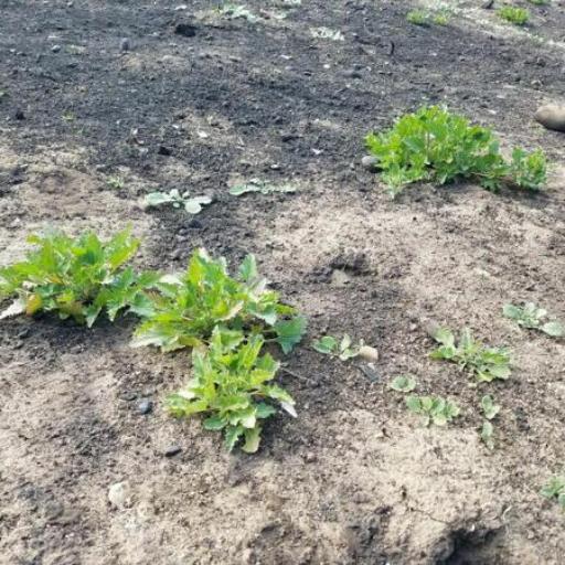 Blitum californicum other