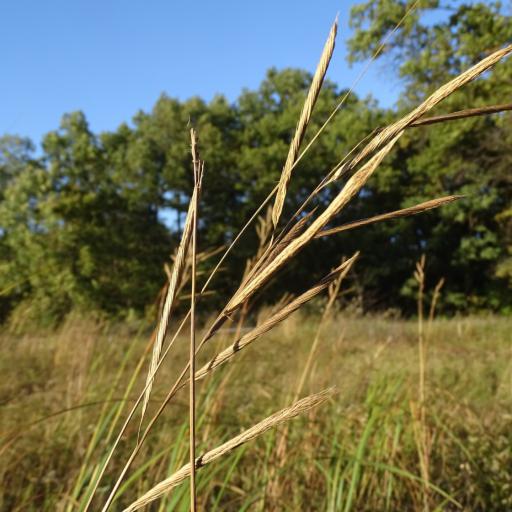 Sporobolus michauxianus other